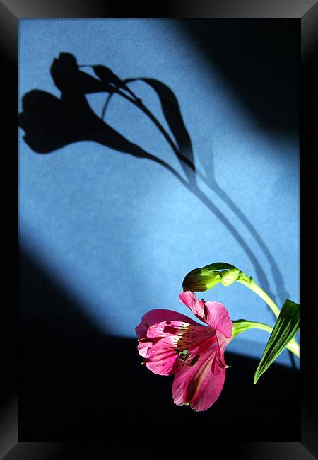 flower and light Framed Print by Doug McRae