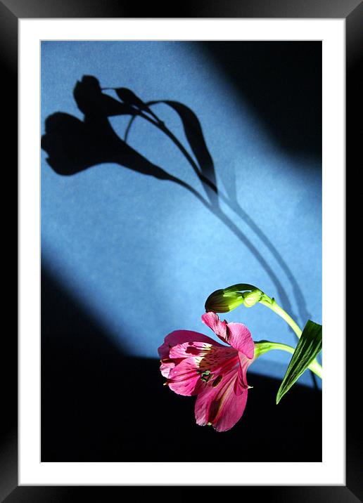 flower and light Framed Mounted Print by Doug McRae