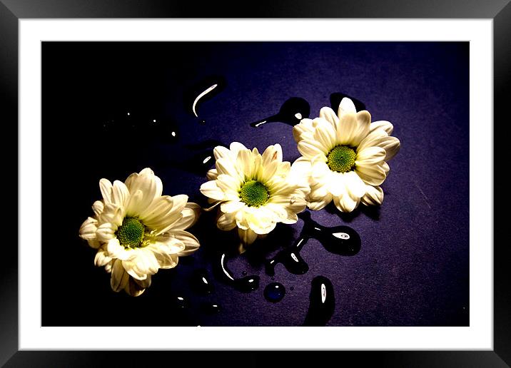 Chrysanthemum Framed Mounted Print by Doug McRae