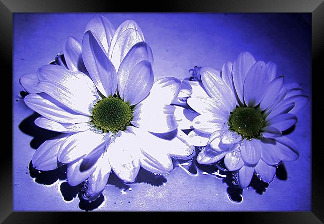 Chrysanthemums in blue Framed Print by Doug McRae