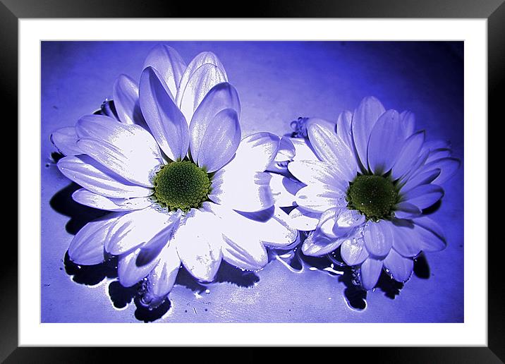Chrysanthemums in blue Framed Mounted Print by Doug McRae