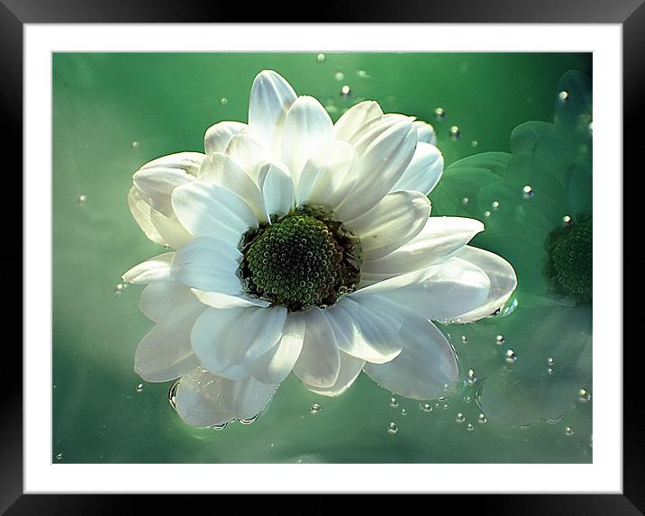White Chrysanthemum in reflection Framed Mounted Print by Doug McRae