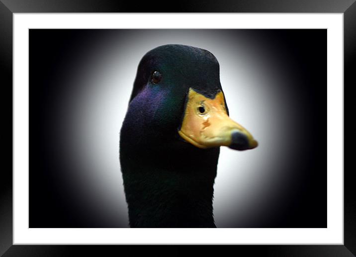 Quack (Mallard) Framed Mounted Print by Doug McRae
