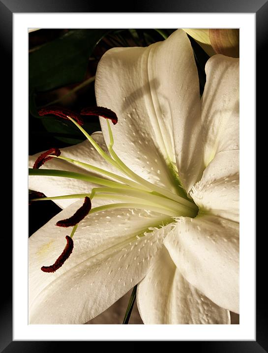 White lily Framed Mounted Print by Doug McRae