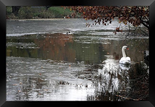 Swan Framed Print by Doug McRae