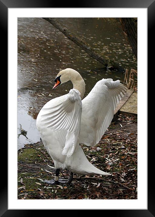 Swan Framed Mounted Print by Doug McRae
