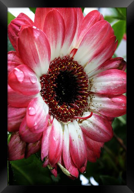 Pink and White Framed Print by Doug McRae