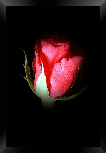 Rose bud Framed Print by Doug McRae