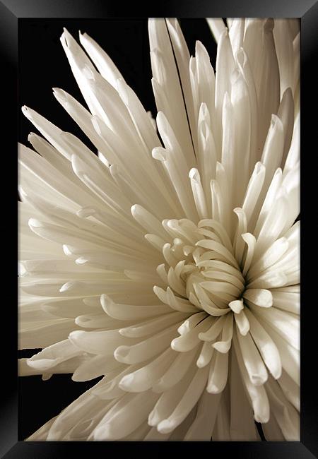 Spider Chrysanthemum Framed Print by Doug McRae