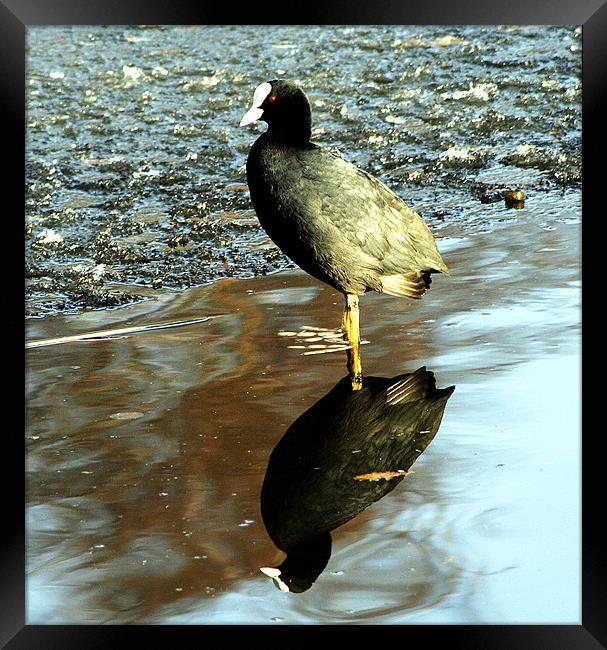 Coot in reflection Framed Print by Doug McRae