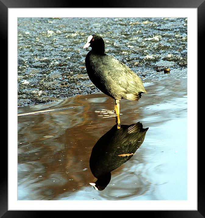 Coot in reflection Framed Mounted Print by Doug McRae