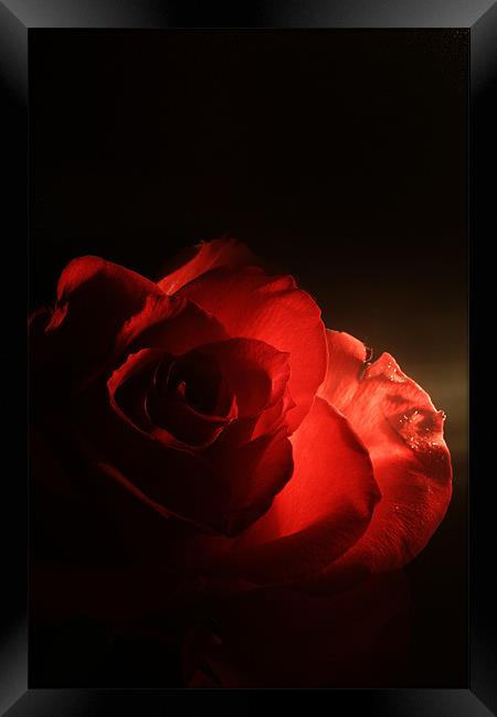 Soft Red Rose Framed Print by Doug McRae