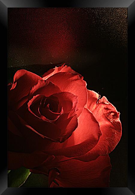 Red Rose Framed Print by Doug McRae