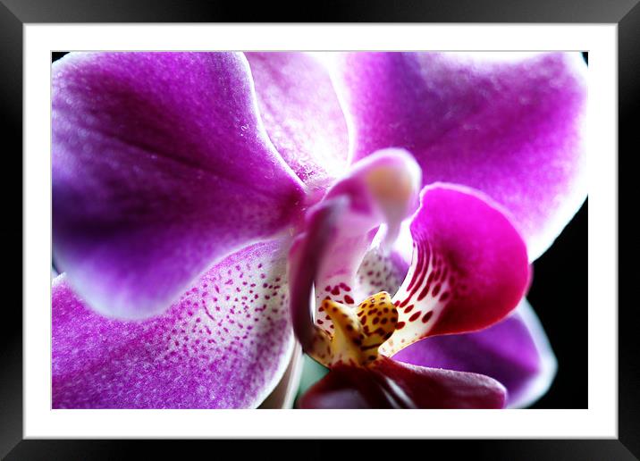 Orchid Framed Mounted Print by Doug McRae