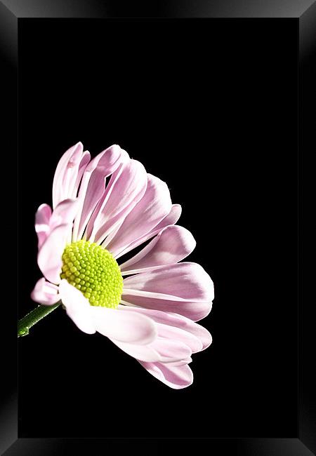 Pink Chrysanthemum Framed Print by Doug McRae
