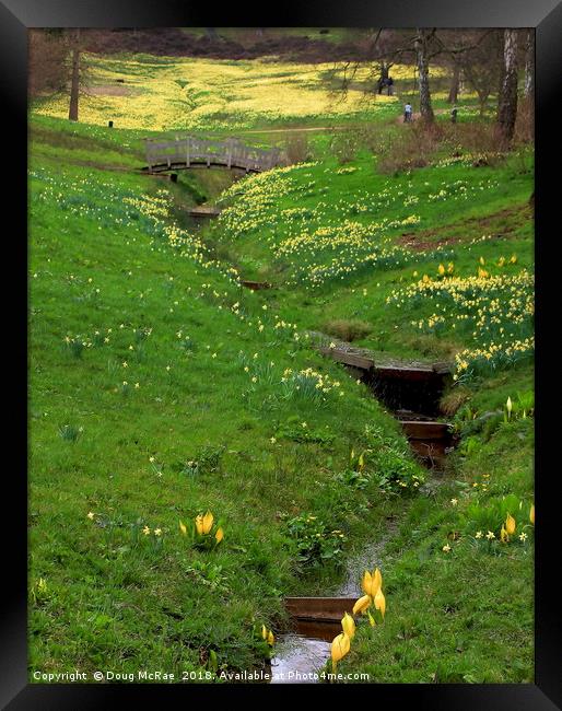 daffodil valley  Framed Print by Doug McRae