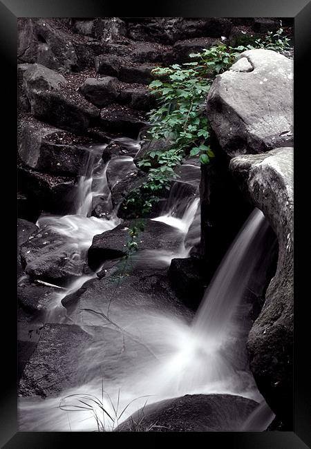 Ivy water fall Framed Print by Doug McRae