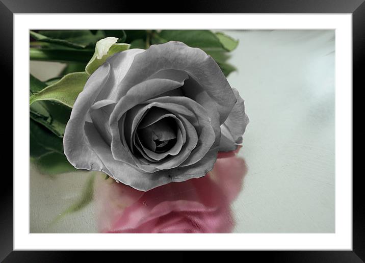Rose Framed Mounted Print by Doug McRae
