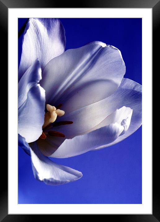 Blue Framed Mounted Print by Doug McRae