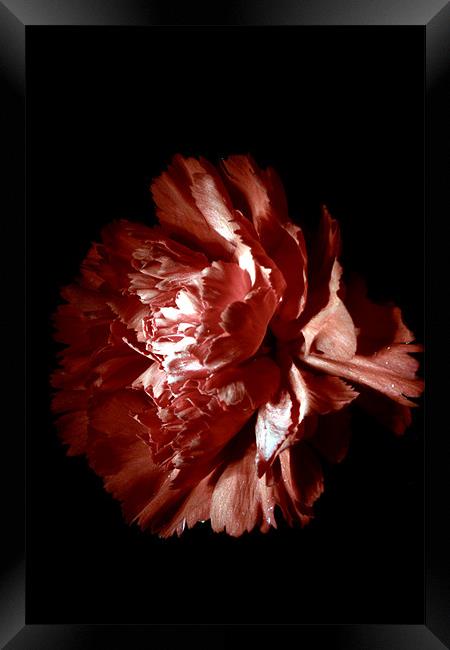 Carnation Framed Print by Doug McRae