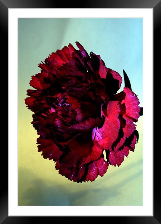 Red carnation Framed Mounted Print by Doug McRae