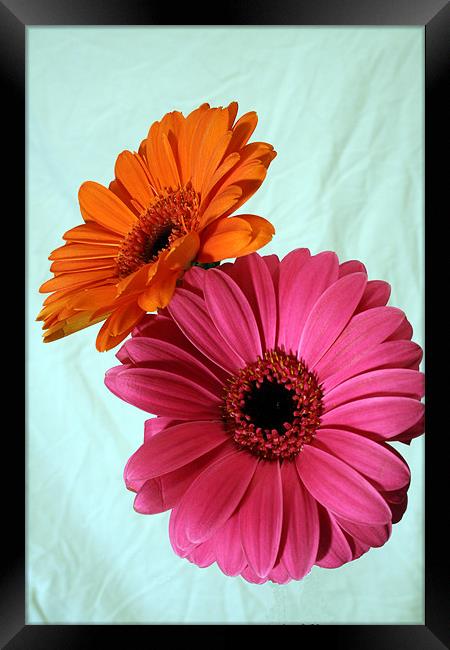 Pink and Orenge Framed Print by Doug McRae