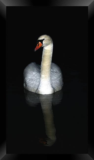Swan at night Framed Print by Doug McRae