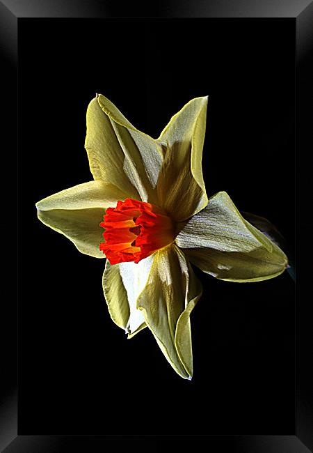 Daffodil head Framed Print by Doug McRae
