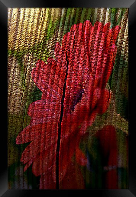 wooden Gerbera Framed Print by Doug McRae