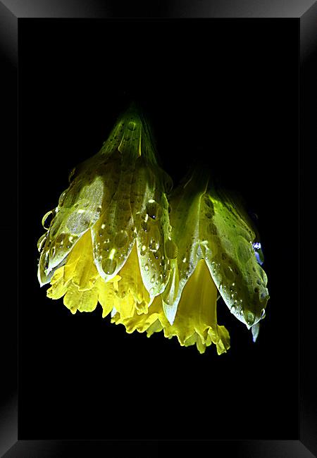 Night Daffodil Framed Print by Doug McRae