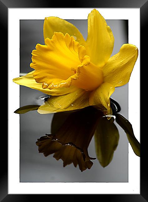 Daffodil in 3d Framed Print by Doug McRae