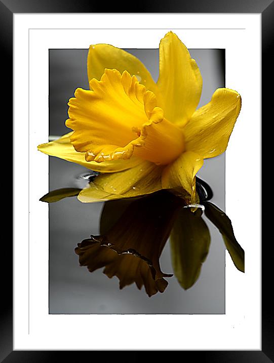 Daffodil in 3d Framed Mounted Print by Doug McRae