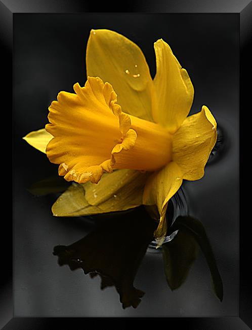 Daffodil Framed Print by Doug McRae