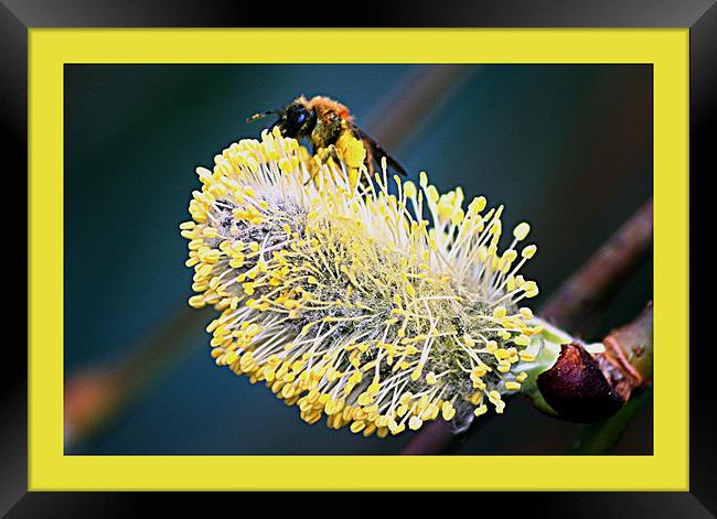 Willow flower Framed Print by Doug McRae