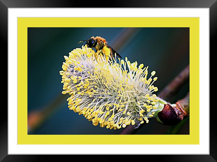 Willow flower Framed Mounted Print by Doug McRae