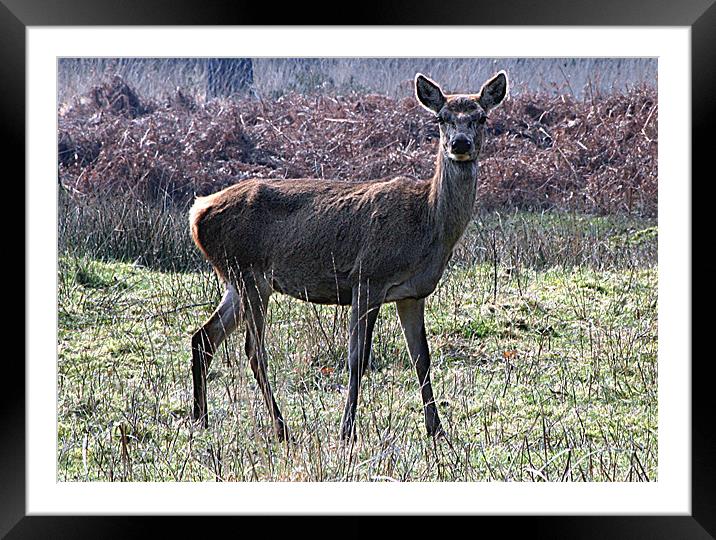 Roe Deer Framed Mounted Print by Doug McRae