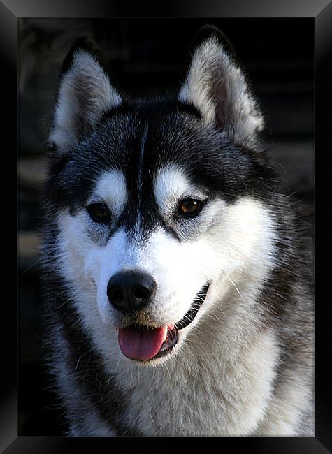 Siberian Husky Framed Print by Doug McRae