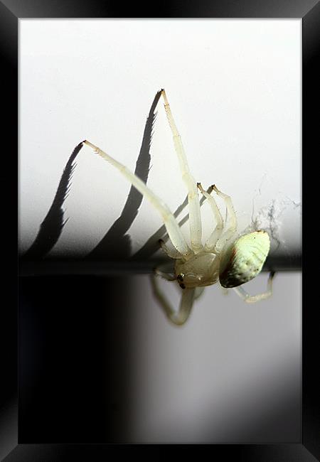 White crab spider Framed Print by Doug McRae