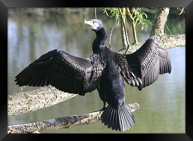 Cormorant Framed Print by Doug McRae