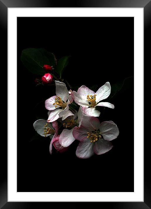 Apple blossom Framed Mounted Print by Doug McRae