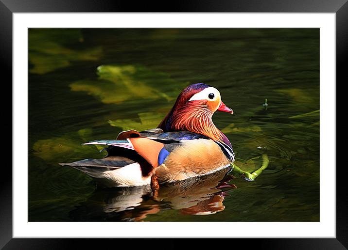 Mandarin Duck Framed Mounted Print by Doug McRae