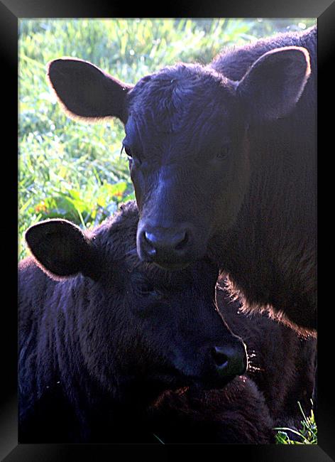 calves Framed Print by Doug McRae