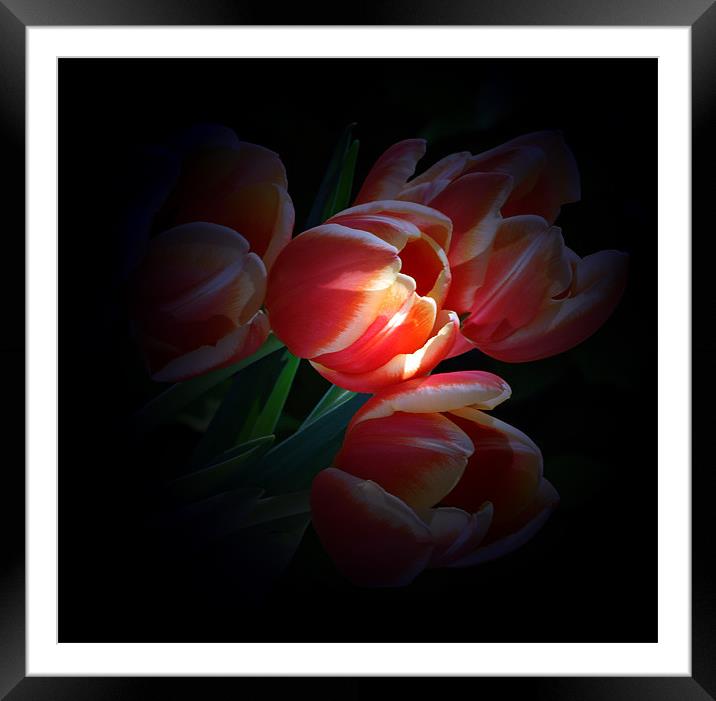 Tulips by tourch light Framed Mounted Print by Doug McRae