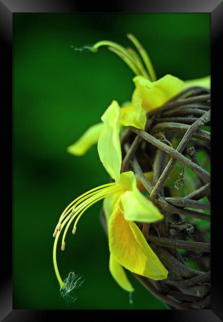 Yellow azalea Framed Print by Doug McRae