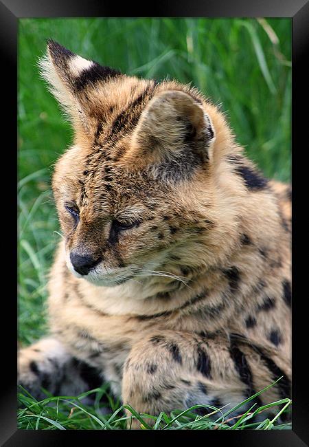 Serval Framed Print by Doug McRae