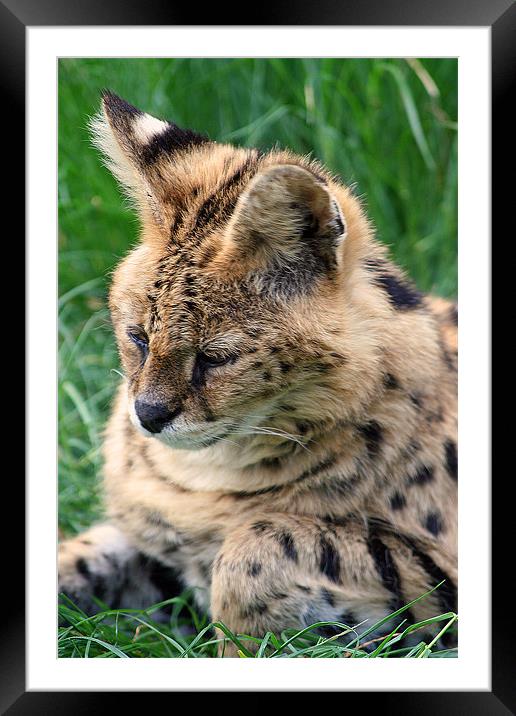 Serval Framed Mounted Print by Doug McRae