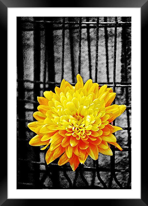 Wall flower Framed Mounted Print by Doug McRae