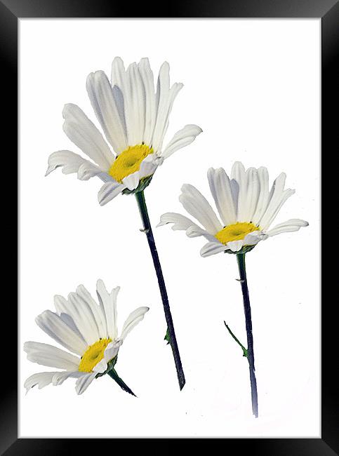 3 Daisy's Framed Print by Doug McRae