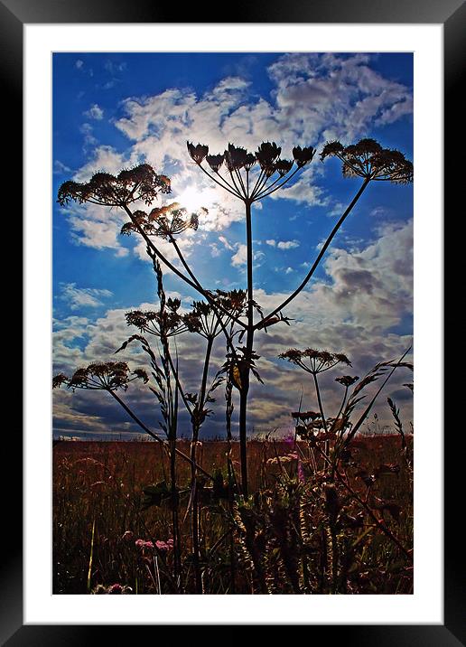 Cow Parsley Framed Mounted Print by Doug McRae