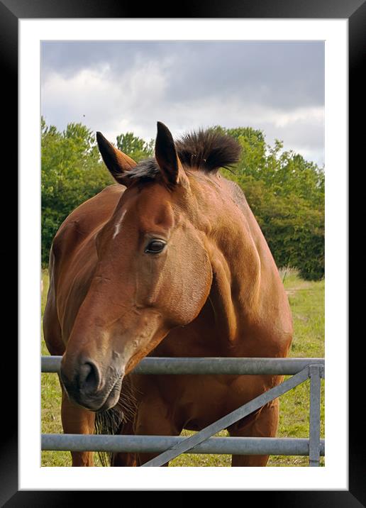 A Horse Framed Mounted Print by Doug McRae